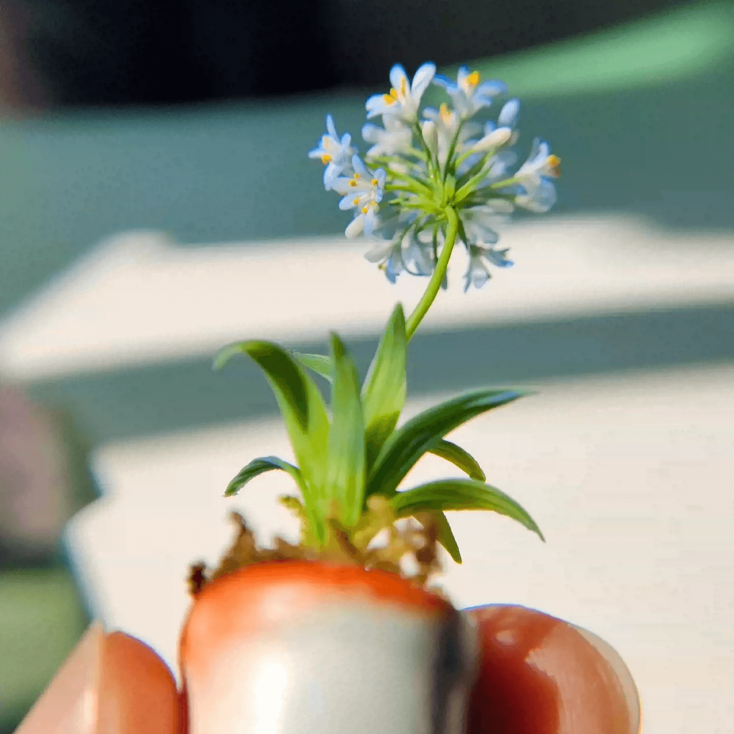 Agapanthus, also called Lily of the Nile or African Lily, are tough, heat and drought tolerant perennials.  Material: Handmade from Clay