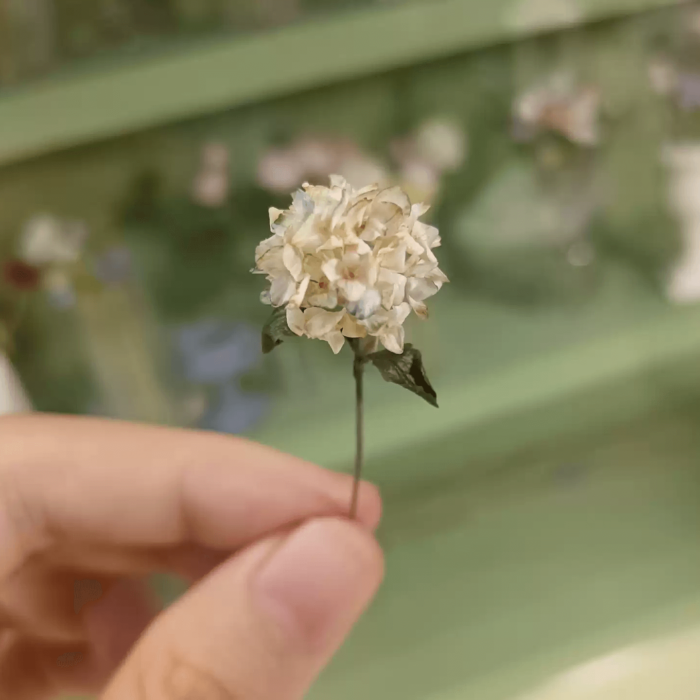 Hydrangeas are deciduous shrubs with flowers in terminal, round or umbrella-shaped clusters in colors of white, pink, or blue, or even purple. Scale: 1:6; 1:12 Material: Handmade from Clay Size: Standard; On picture frame.