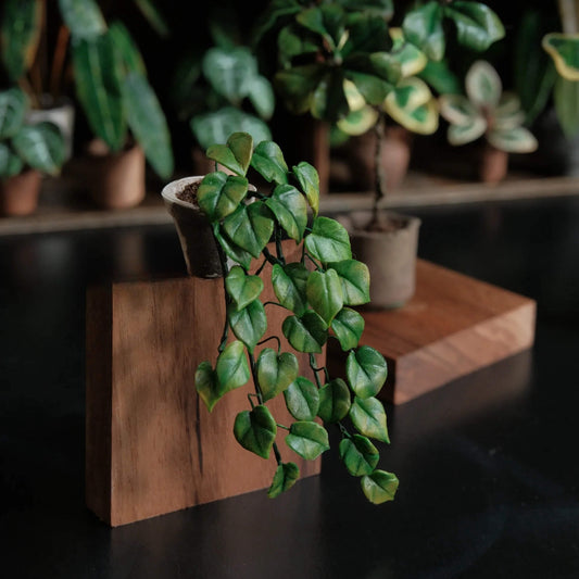 You'd be hard pressed to find anyone who doesn't recognize this plant. This is Epipremnum aureum, the widely popular and commonly kept Green Pothos. For many people this was their gateway plant into plant parenthood.  Scale: 1:6; 1:12  Material: Handmade from Clay  Height: About 8cm≈3.15in