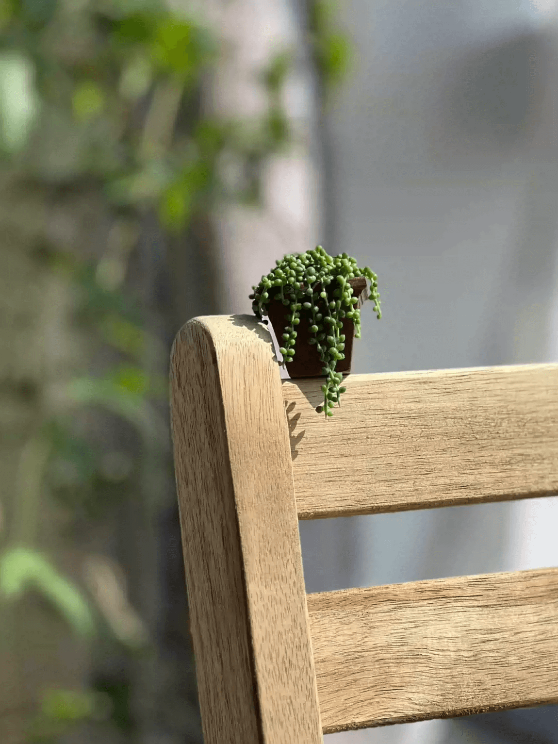 String of Pearls (Senecio rowleyanus) Succulent have bead-shaped leaves that are bright green along thin, string-like stems. This trailing plant can cascade down, making it a great hanging plant.  Dollhouse Garden Plants Handmade from Clay.