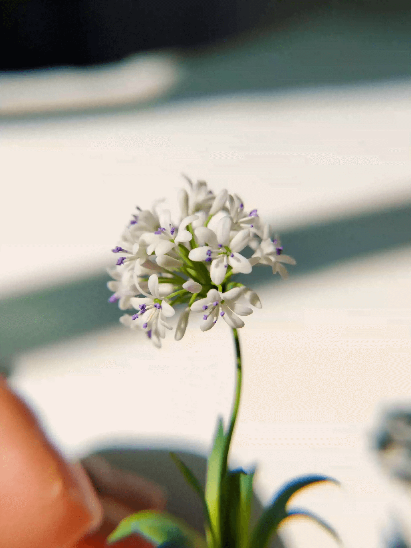 Agapanthus, also called Lily of the Nile or African Lily, are tough, heat and drought tolerant perennials.  Material: Handmade from Clay