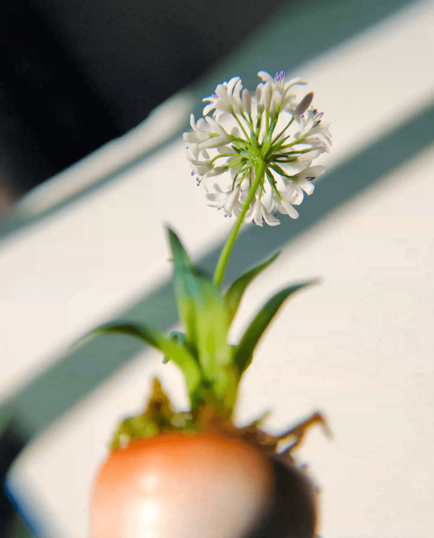 Agapanthus, also called Lily of the Nile or African Lily, are tough, heat and drought tolerant perennials.  Material: Handmade from Clay