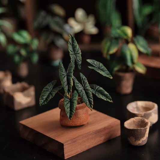 A unique alocasia with its long arrow-shaped, dark green foliage that can almost resemble black in color. Scale: 1:6; 1:12  Material: Handmade from Clay  Height: 6cm≈2.36in