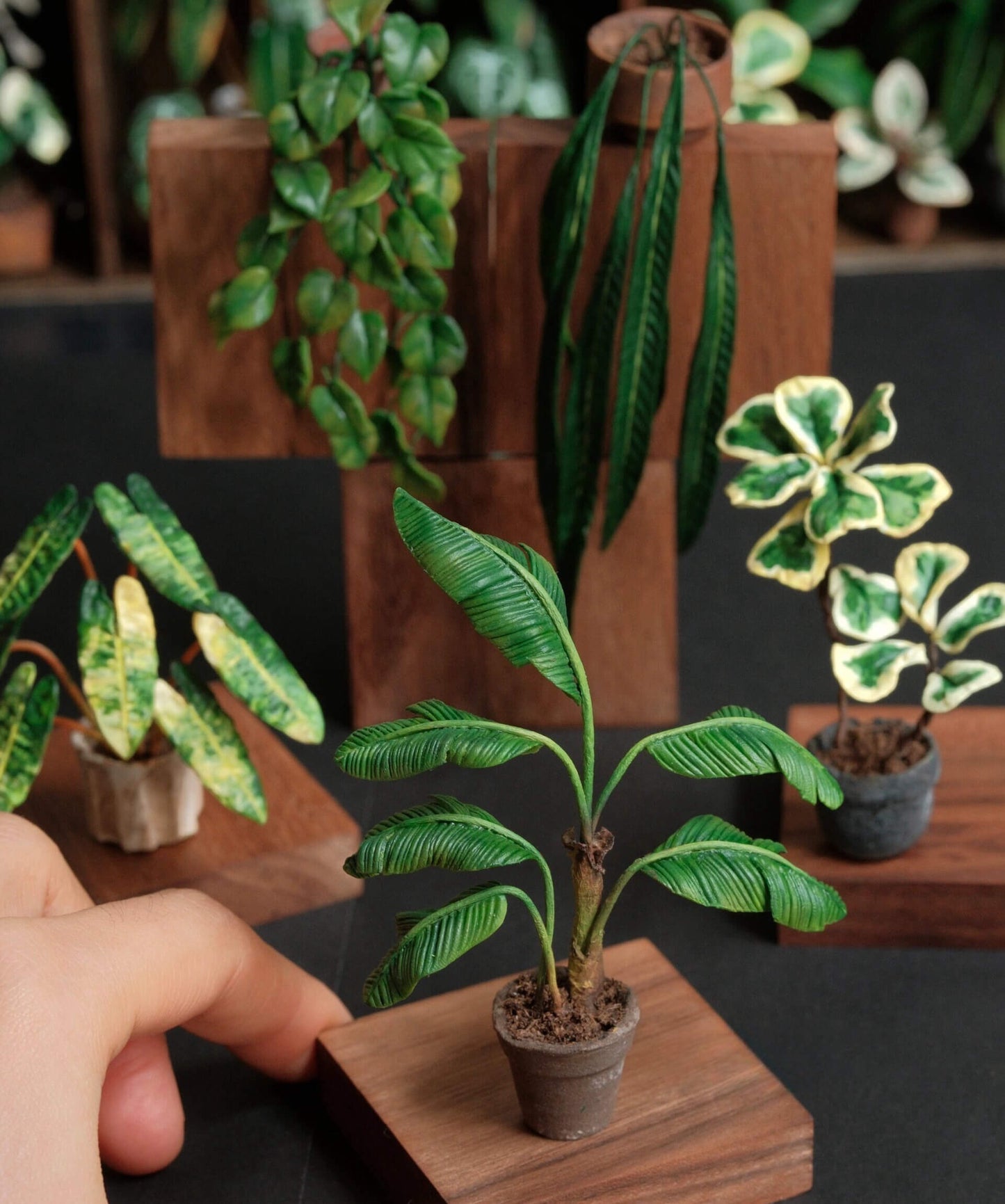 Miniature Bird of Paradise (Strelitzia reginae) in Pot Handmade Clay Plant
