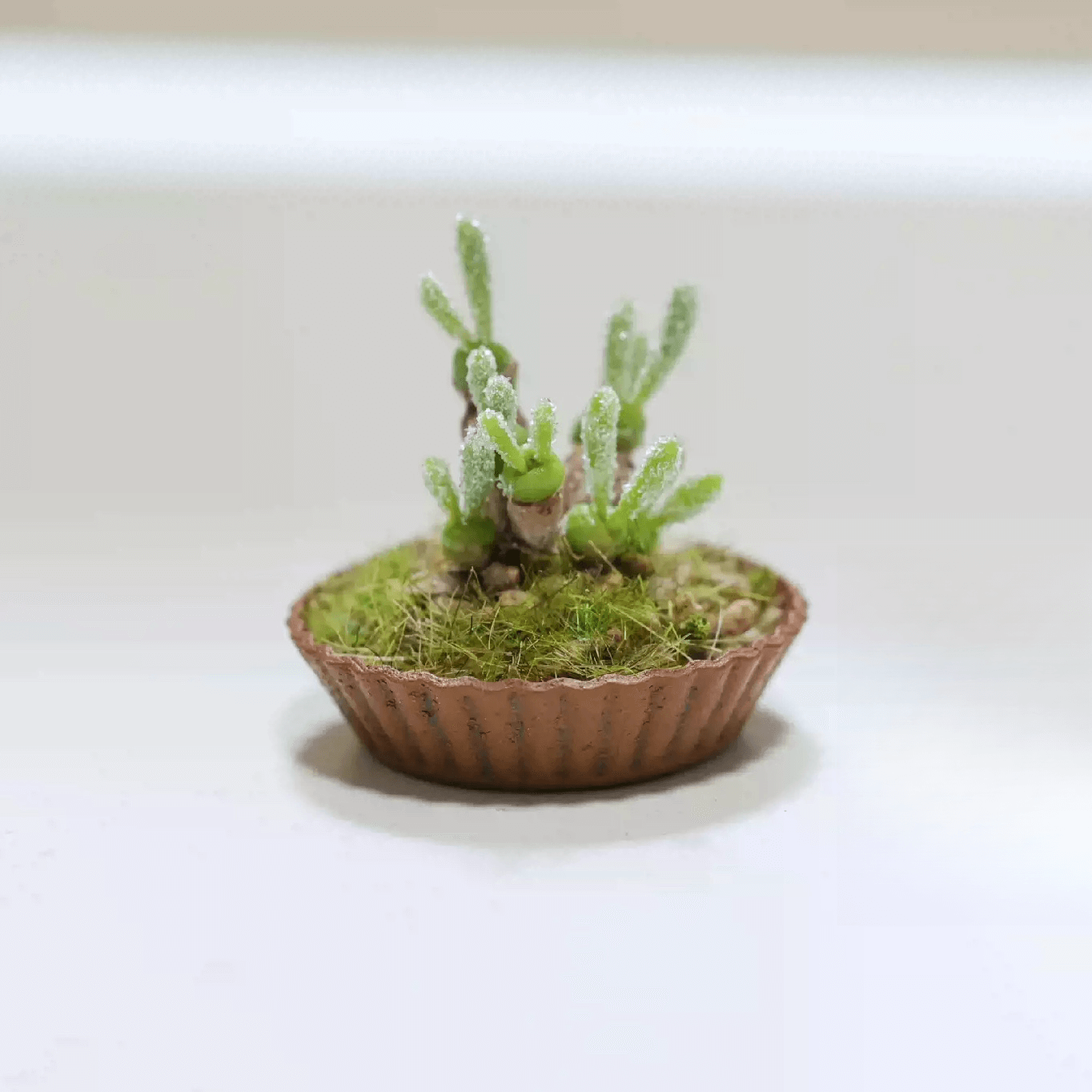 Monilaria Moniliforme as known as bunny succulents, it is a smallish clump-forming succulent plant that has both succulent leaves and stems. Material: Handmade from Clay