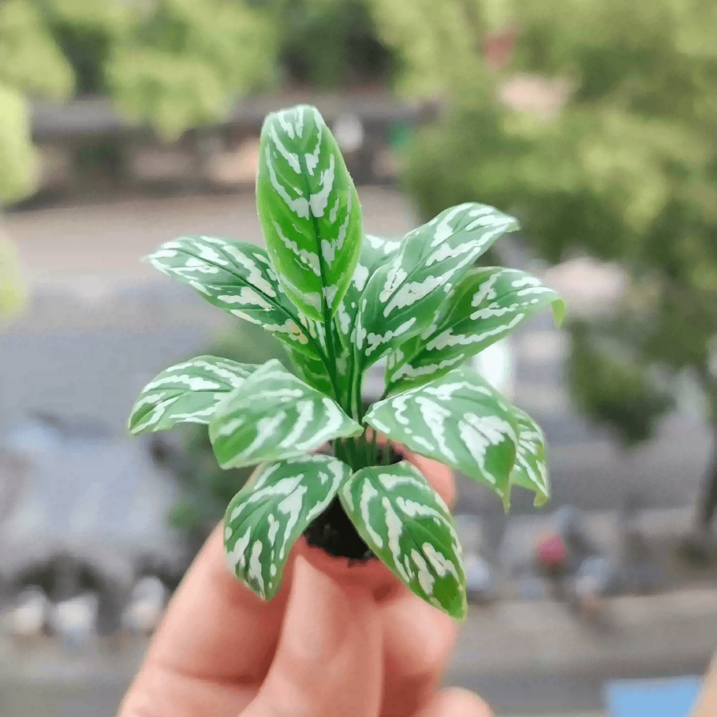 Aglaonema Tigress, sometimes called a Chinese Evergreen, is a great indoor plant.  Material: Handmade from Clay