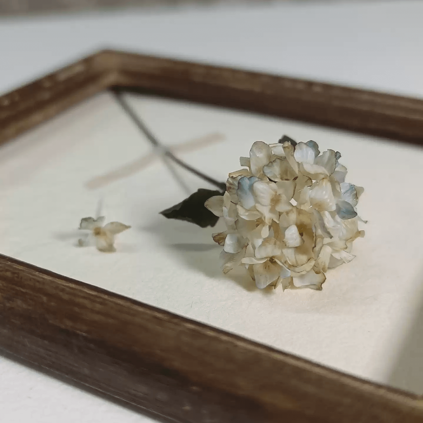 Hydrangeas are deciduous shrubs with flowers in terminal, round or umbrella-shaped clusters in colors of white, pink, or blue, or even purple. Scale: 1:6; 1:12 Material: Handmade from Clay Size: Standard; On picture frame.