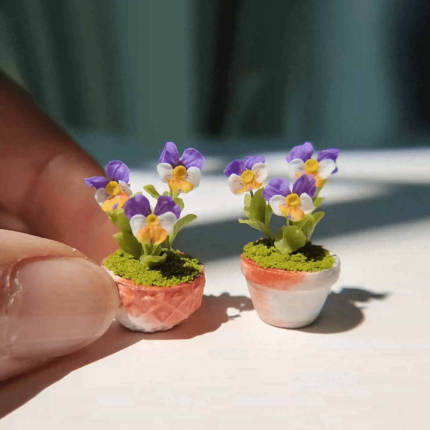 Mini Viola in Pot