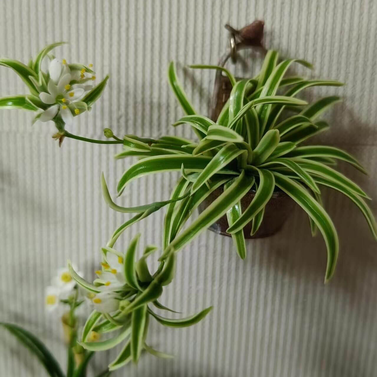 Miniature for dolls, dollhouses, roomboxes. Suitable for Blythe, Barbie, Paola and other dolls with a height of 25-40cm (10-15.8 inches). Common names: Spider Plant, Spider Ivy, Airplane Plant, Ribbon Plant Scientific Name: Chlorophytum Material: Handmade from Clay