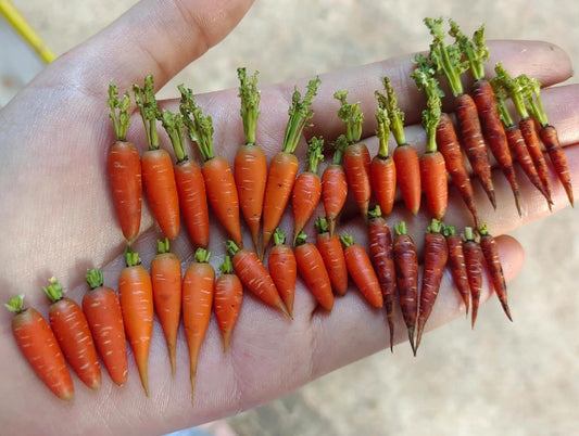 This miniature vegetable carrots would be a wonderful addition to any doll's house kitchen or dining room table. Material: Clay Scale: 1/12;1/6