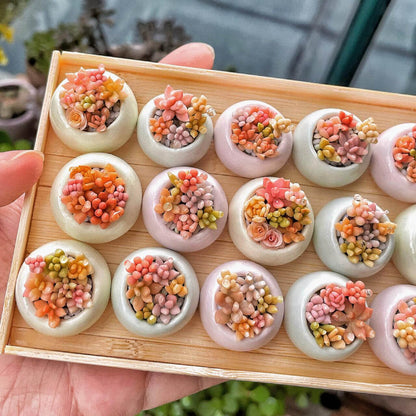 Material: Handmade from Clay  Scale: 1/12  Size: 6 Potted Succulents In The Wooden Box  Miniature for dolls, dollhouses, roomboxes. Suitable for Blythe, Barbie, Paola and other dolls with a height of 25-40cm (10-15.8 inches).