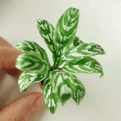Aglaonema Tigress, sometimes called a Chinese Evergreen, is a great indoor plant.  Material: Handmade from Clay