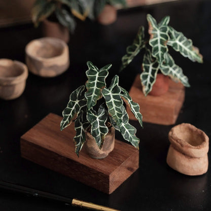 Alocasia Polly, also known as Alocasia Amazonica or African Mask plant, is a stunning tropical houseplant renowned for its unique foliage and striking appearance. Scale: 1:6; 1:12 Material: Handmade from Clay