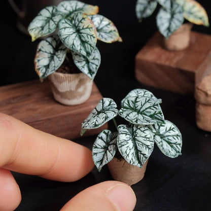 Alocasia baginda Silver Dragon is highly sought after for its dark, leathery, silver-green leaves with deep emerald green veins. Scale: 1:6; 1:12 Material: Handmade from Clay