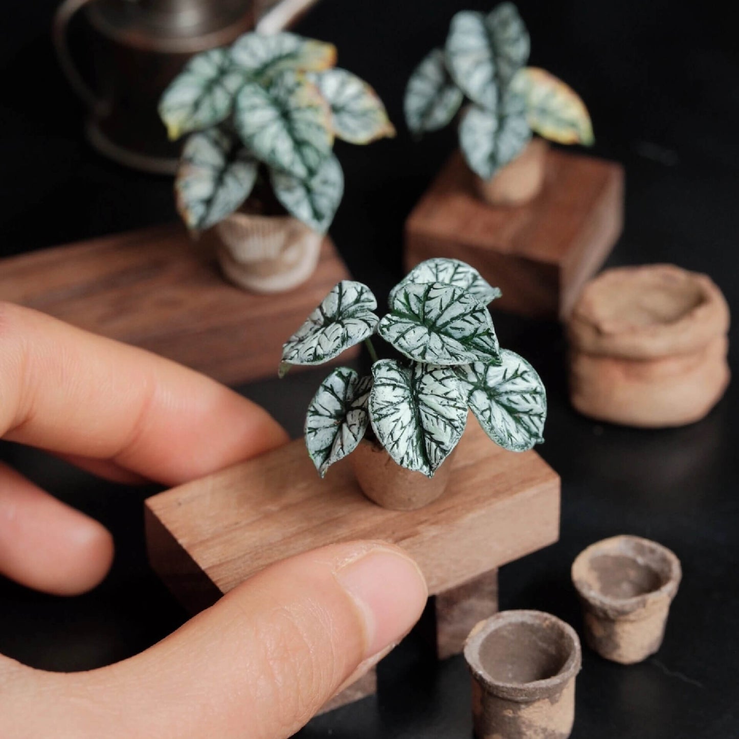 Alocasia baginda Silver Dragon is highly sought after for its dark, leathery, silver-green leaves with deep emerald green veins. Scale: 1:6; 1:12 Material: Handmade from Clay