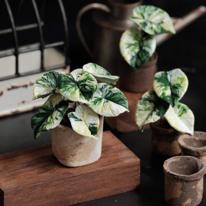 The Alocasia Dragon Scale Variegated plant is a striking tropical houseplant known for its unique and mesmerizing appearance. Scale: 1:6; 1:12 Material: Handmade from Clay