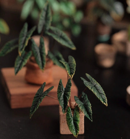 A unique alocasia with its long arrow-shaped, dark green foliage that can almost resemble black in color. Scale: 1:6; 1:12  Material: Handmade from Clay  Height: 6cm≈2.36in