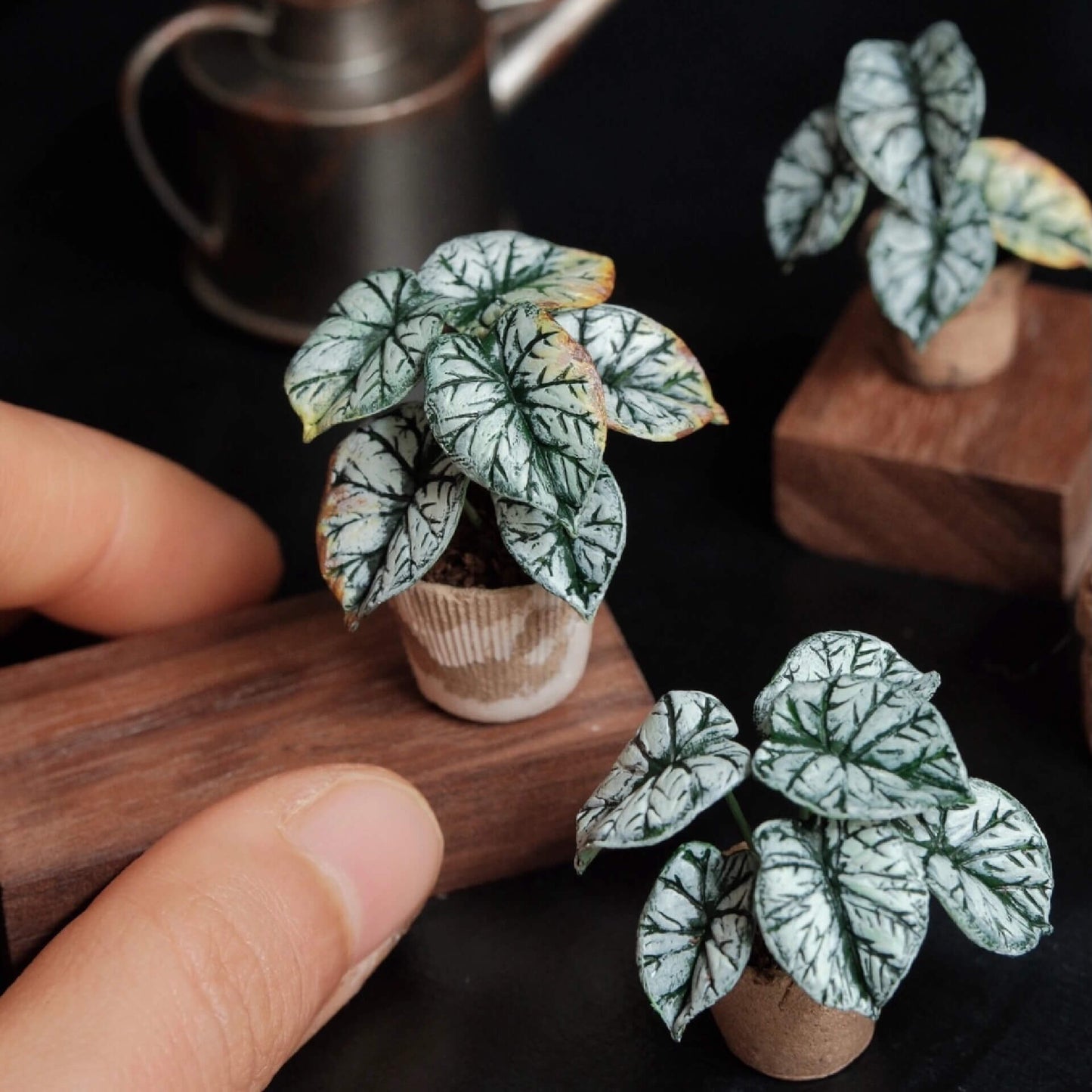 Alocasia baginda Silver Dragon is highly sought after for its dark, leathery, silver-green leaves with deep emerald green veins. Scale: 1:6; 1:12 Material: Handmade from Clay