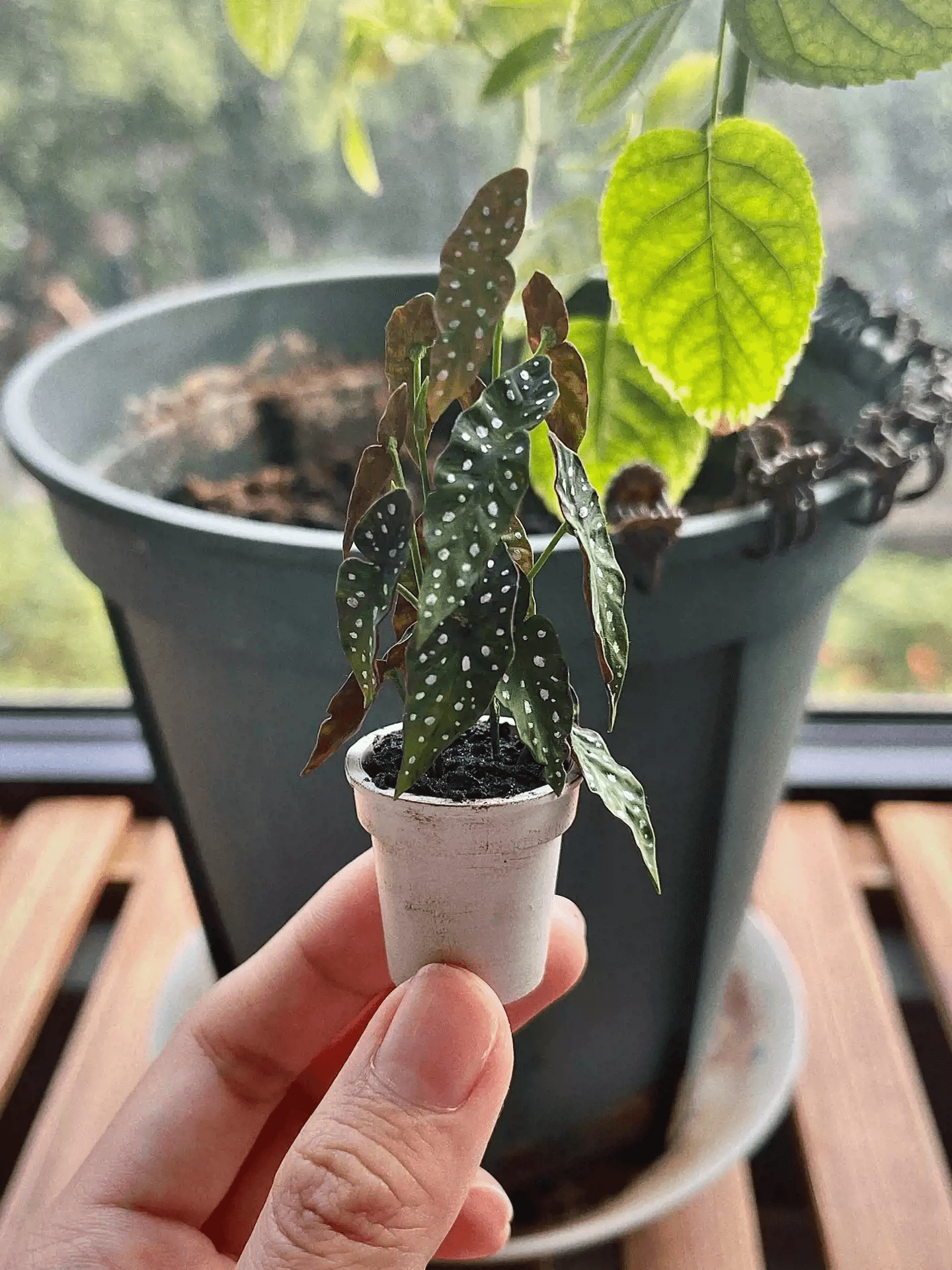 The Begonia Maculata, also known as the Polka Dot Begonia, is nature's fashion statement, donning its dashing speckled leaves like a trendy couture outfit.  Dollhouse Garden Plants Hand-crafted out of clay for plants lover.