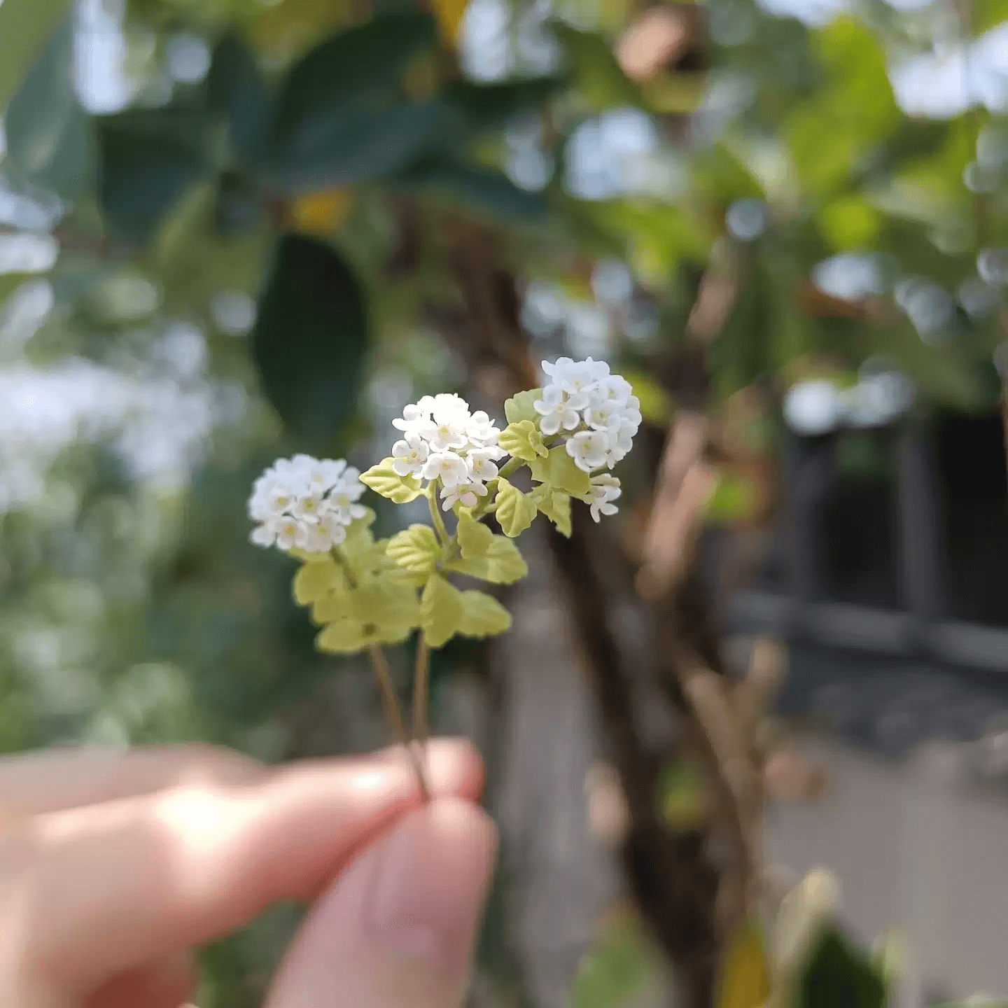 Spiraea prunifolia, commonly called bridal wreath spirea or just bridal wreath, is an upright, clumping, deciduous shrub with arching branching. Miniature for dolls, dollhouses, roomboxes. Suitable for Blythe, Barbie, Paola,and other dolls with a height of 25-40cm (10-15.8 inches).