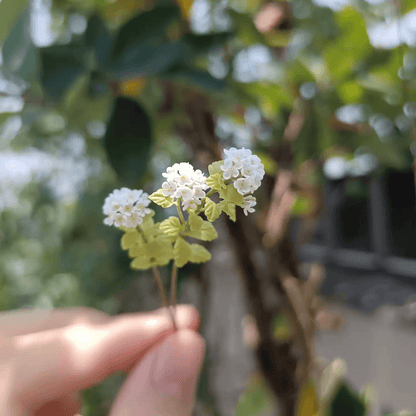 Spiraea prunifolia, commonly called bridal wreath spirea or just bridal wreath, is an upright, clumping, deciduous shrub with arching branching. Miniature for dolls, dollhouses, roomboxes. Suitable for Blythe, Barbie, Paola,and other dolls with a height of 25-40cm (10-15.8 inches).