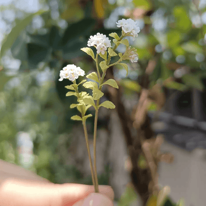 Spiraea prunifolia, commonly called bridal wreath spirea or just bridal wreath, is an upright, clumping, deciduous shrub with arching branching. Miniature for dolls, dollhouses, roomboxes. Suitable for Blythe, Barbie, Paola,and other dolls with a height of 25-40cm (10-15.8 inches).