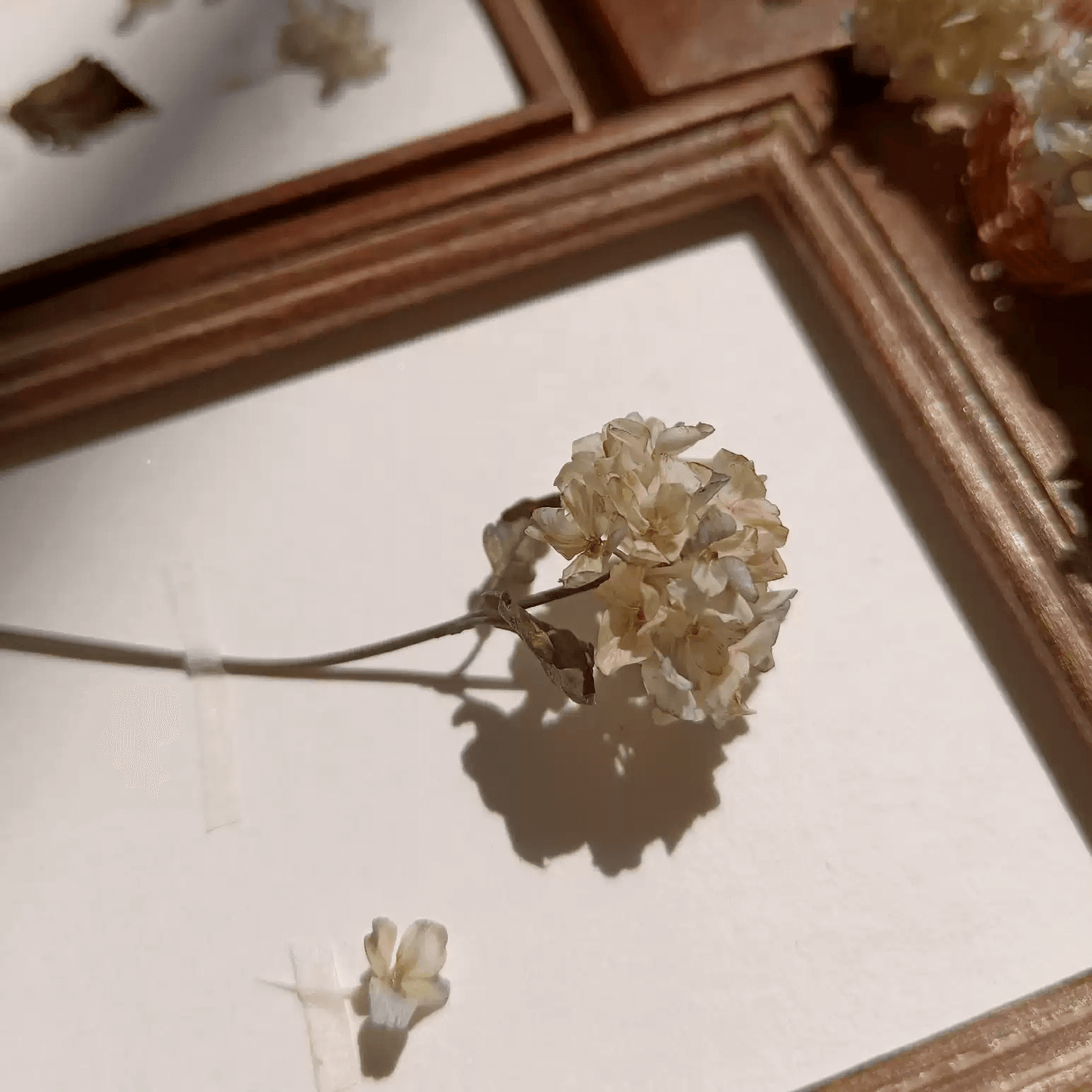 Hydrangeas are deciduous shrubs with flowers in terminal, round or umbrella-shaped clusters in colors of white, pink, or blue, or even purple.  Scale: 1:6; 1:12  Material: Handmade from Clay  Size: Standard; On picture frame.