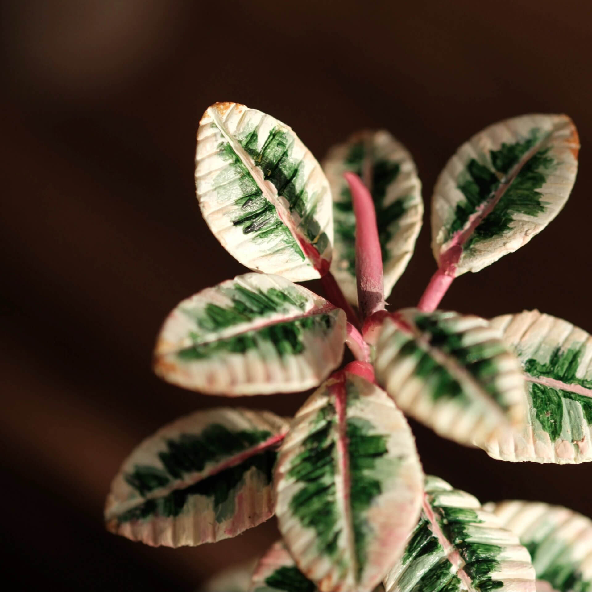 This striking Rubber Plant has stunning, variegated, multi-colored leaves. The leaves are green and yellowish-cream, with touches of pink.  Scale: 1:6; 1:12  Material: Handmade from Clay