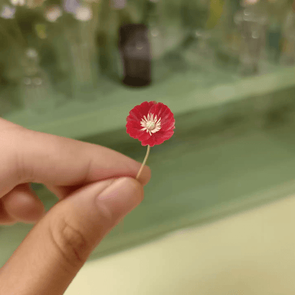 Papaver rhoeas is known by a variety of common names including Flanders poppy, corn poppy, field poppy or common poppy.  Scale: 1:6; 1:12  Material: Handmade from Clay  Size: 1 Stem (Single Flower/Double Flower); 1 Bud  Default Color: Random  A variety of colors are available, choose your favorite color and make a note.