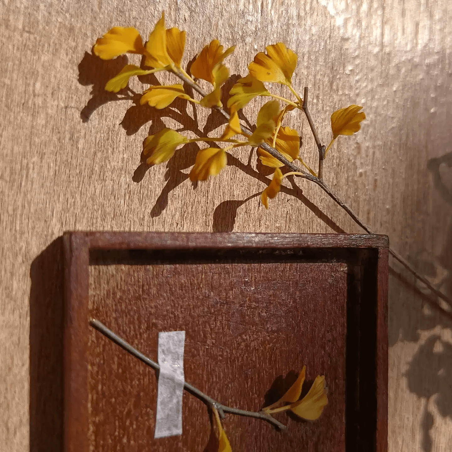 Ginkgo biloba, commonly known as ginkgo or gingko also known as the maidenhair tree, is a species of gymnosperm tree native to East Asia.  Scale: 1:6; 1:12  Material: Handmade from Clay