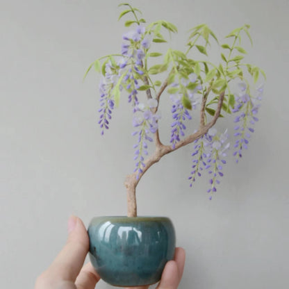Miniature Japanese Wisteria (Wisteria floribunda) in Pot Handmade Clay Plant