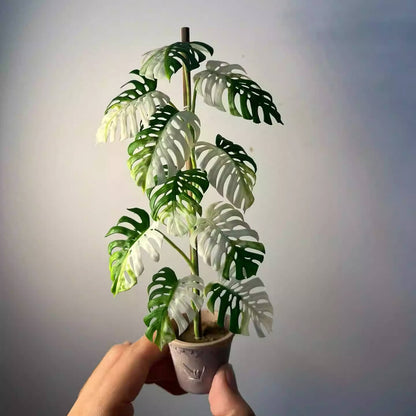 Monstera deliciosa Albo Borsigiana, commonly known as Monstera Albo, is a striking variegated cultivar of the Monstera deliciosa species.  Material: Handmade from Clay