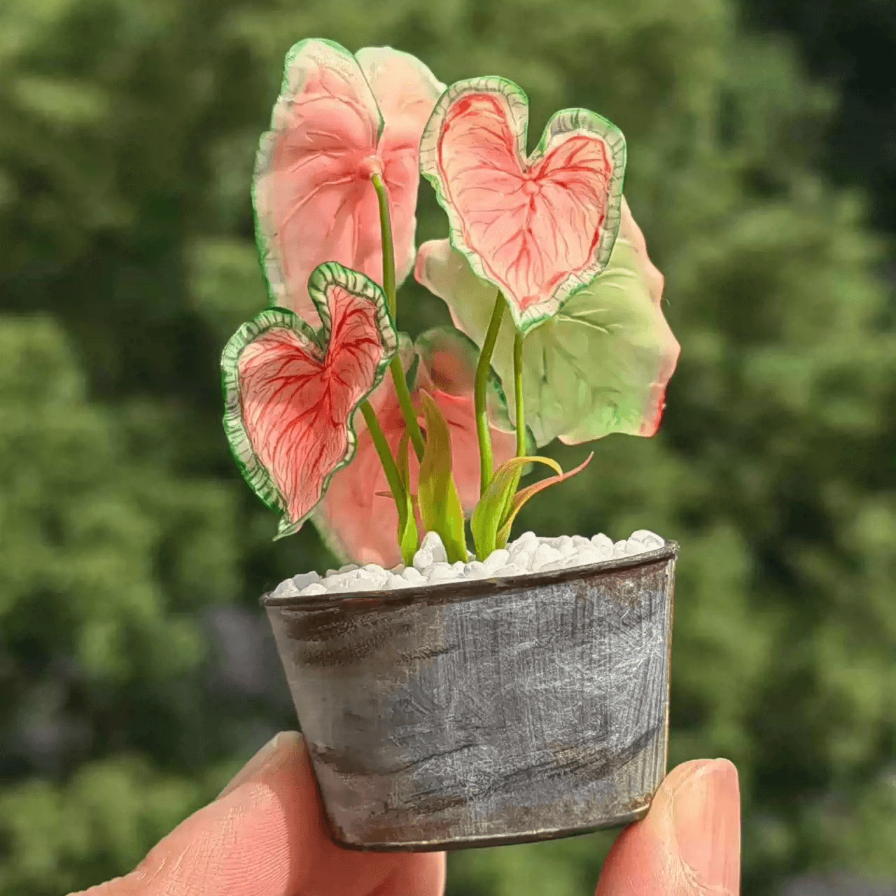 I absolutley love caladiums, they are so stunning and there are so many varieties, with such different colours and patterns it is wild.