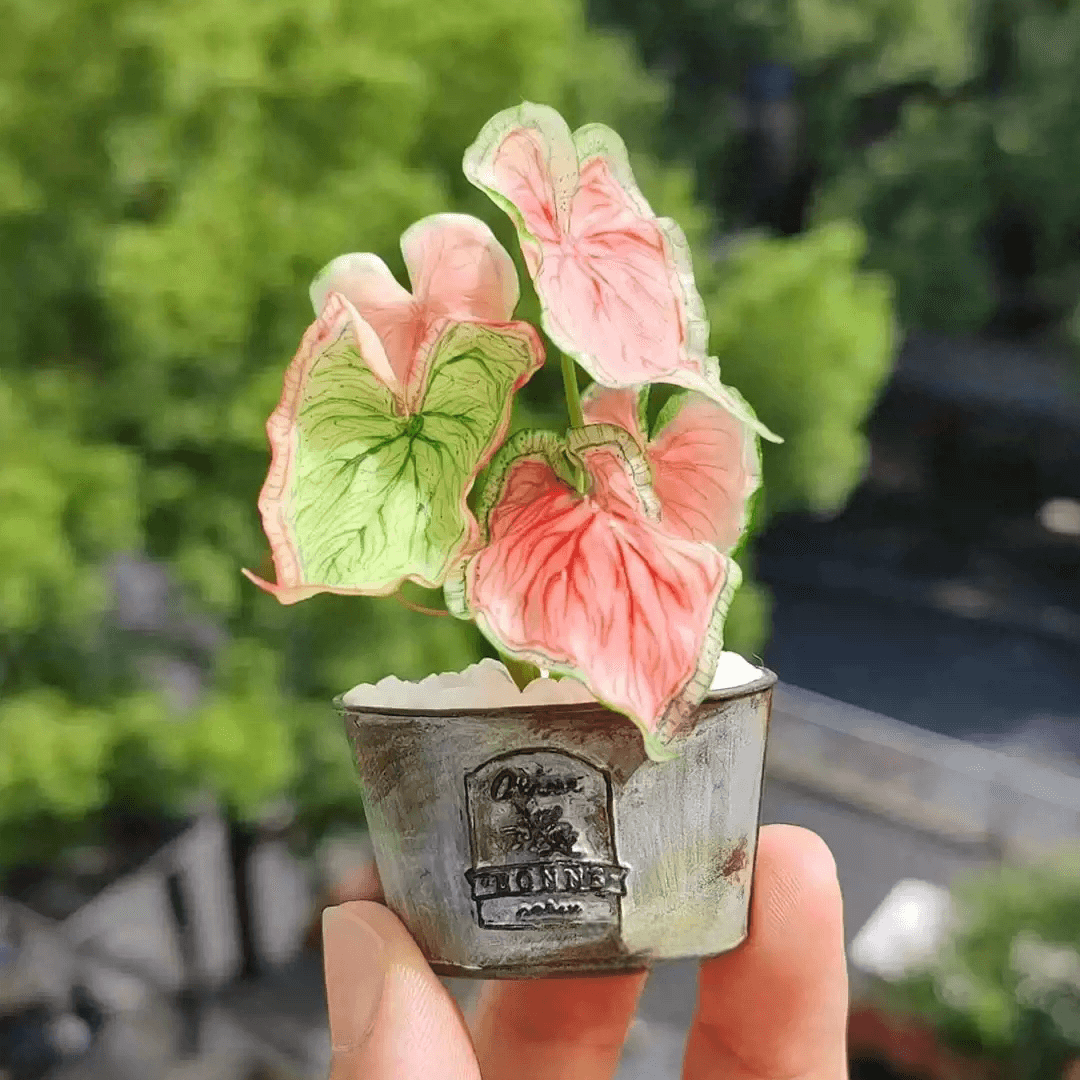 I absolutley love caladiums, they are so stunning and there are so many varieties, with such different colours and patterns it is wild.