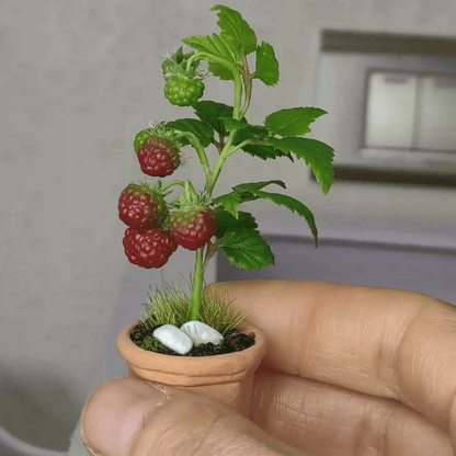 Rubus idaeus is the quintessential raspberry, spreading quickly to form large thickets and fruiting generously. Raspberries will grow in a variety of soil conditions and are very resilient to drought, making them a hardy choice for naturalizing and edible plant gardens.  Material: Handmade from Clay