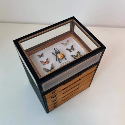 This miniature specimen cabinet is a beautifully crafted piece for displaying your butterfly and insect collections. Each of the six drawers can house specimen boxes, with the top transparent layer offering an ideal view to showcase your specimens. The matching specimen boxes can either be placed inside the cabinet or hung individually on the wall for a flexible display arrangement. Additionally, the vintage-style corkboard can be mounted on the wall, offering another option for showcasing items.