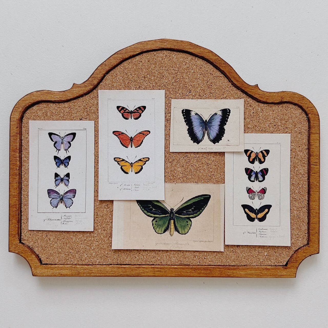 This miniature specimen cabinet is a beautifully crafted piece for displaying your butterfly and insect collections. Each of the six drawers can house specimen boxes, with the top transparent layer offering an ideal view to showcase your specimens. The matching specimen boxes can either be placed inside the cabinet or hung individually on the wall for a flexible display arrangement. Additionally, the vintage-style corkboard can be mounted on the wall, offering another option for showcasing items.