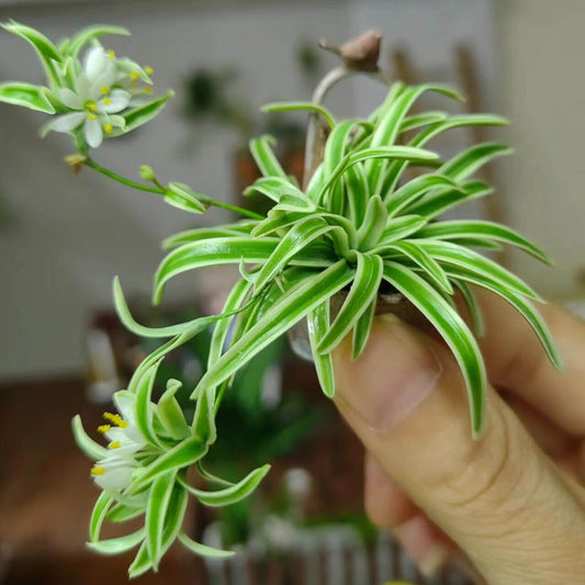 Miniature Spider Plant in Pot Handmade Clay