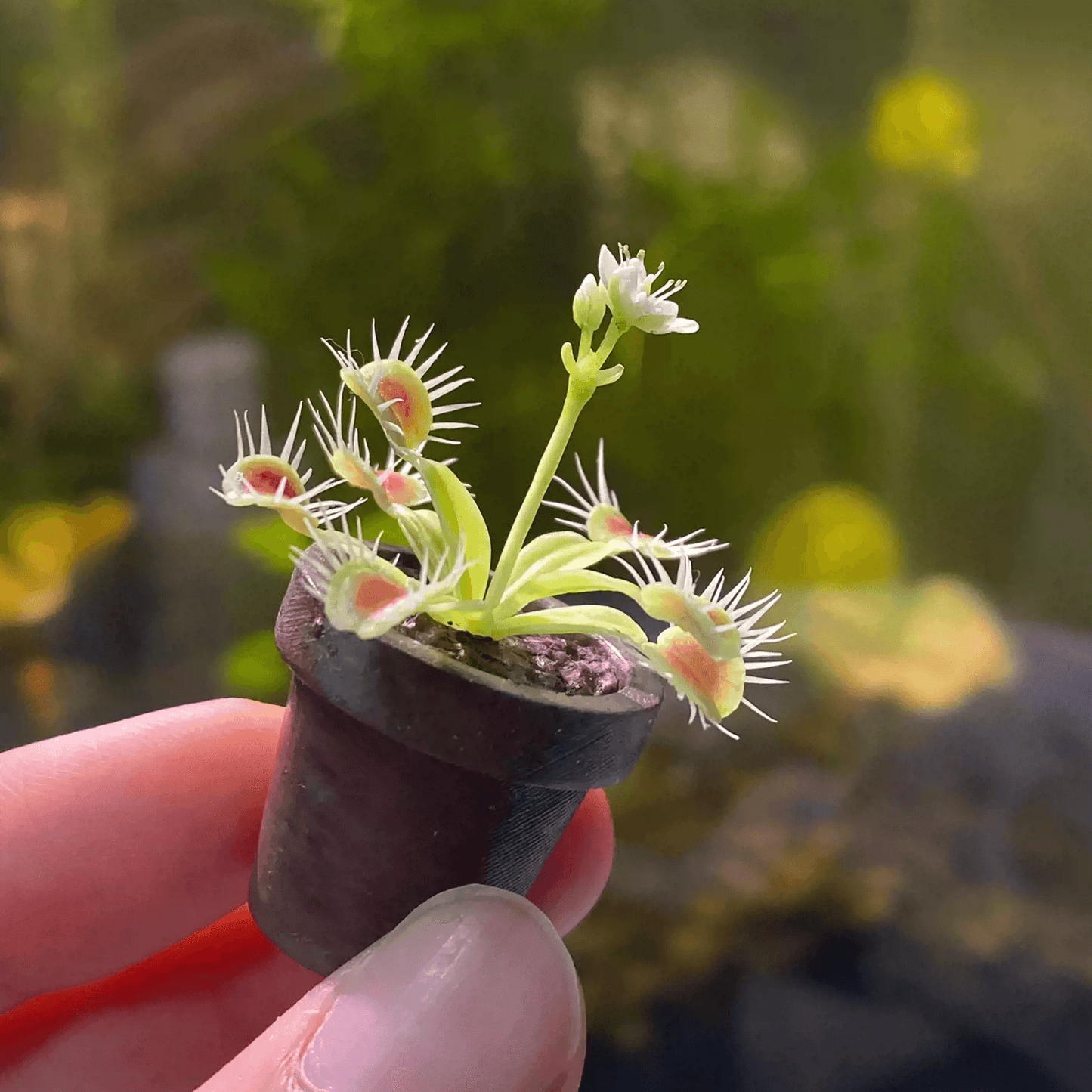 The Venus Flytrap (Dionaea muscipula) is a flowering plant best known for its carnivorous eating habits. The “trap” is made of two hinged lobes at the end of each leaf. Scale: 1:6; 1:12  Material: Handmade from Clay  Height: 4.5cm / 1.77in
