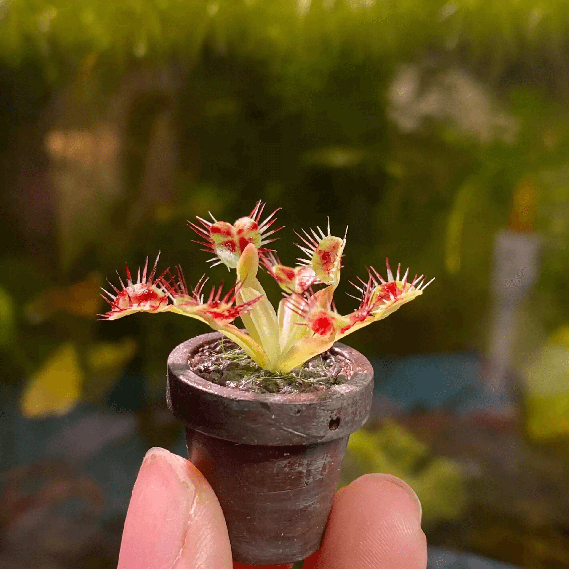 The Venus Flytrap (Dionaea muscipula) is a feisty, flesh-eating plant with toothed leaves like snapping-jaws that trap and devour insects and spiders.  Scale: 1:6; 1:12  Material: Handmade from Clay  Height: 4.5cm / 1.77in