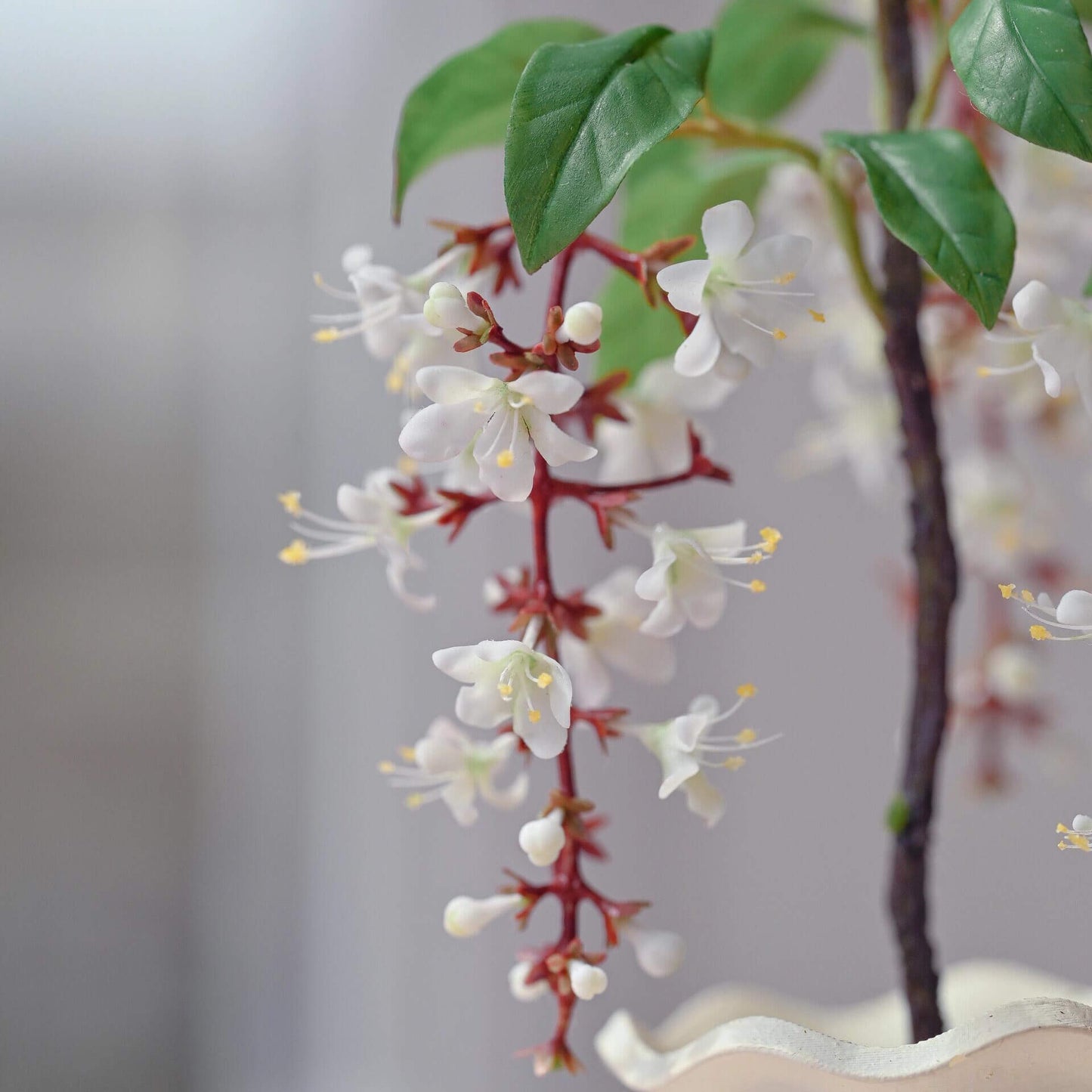 Clerodendrum wallichii, commonly called Wallich's glory-bower, bridal veil, or nodding clerodendron, is a medium to large sized shrub native to southern Asia. Miniature for dolls, dollhouses, roomboxes. Suitable for Blythe, Barbie, Paola and other dolls with a height of 25-40cm (10-15.8 inches).