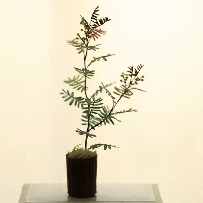 A beautiful smallish and fast growing evergreen tree much valued for its unique and marvelous silvery-blue purple tinged feathery leaves.  Dollhouse Garden Plants Handmade from Clay.
