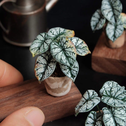 Alocasia baginda Silver Dragon is highly sought after for its dark, leathery, silver-green leaves with deep emerald green veins. Scale: 1:6; 1:12 Material: Handmade from Clay