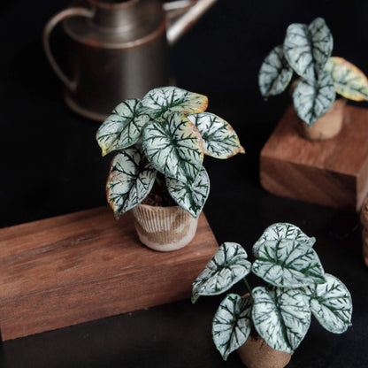 Alocasia baginda Silver Dragon is highly sought after for its dark, leathery, silver-green leaves with deep emerald green veins. Scale: 1:6; 1:12 Material: Handmade from Clay