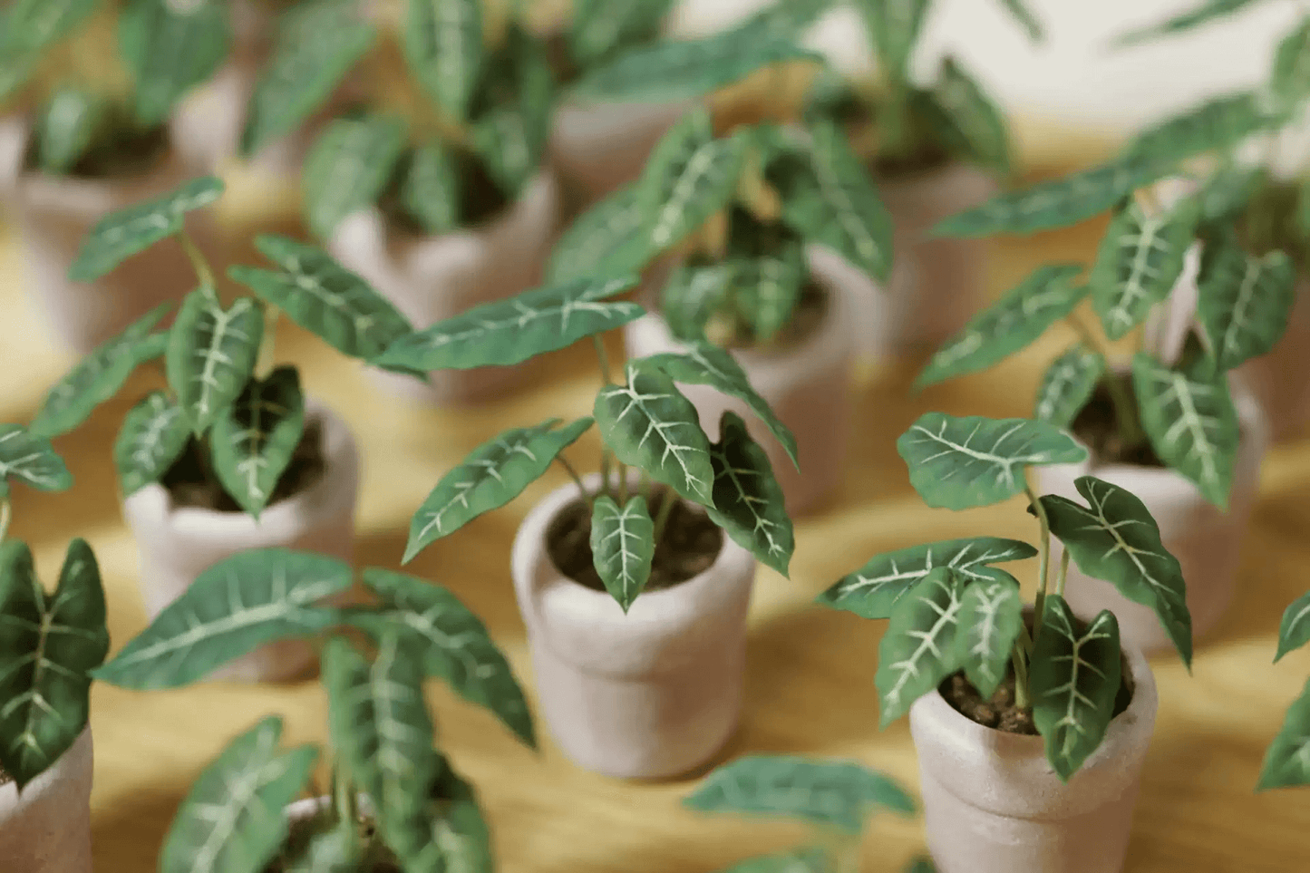 Alocasia Frydek (Alocasia micholitziana 'Frydek') is a stunning tropical perennial native to tropical regions of Southeast Asia.  Dollhouse Garden Plants Hand-crafted out of clay for plants lover.