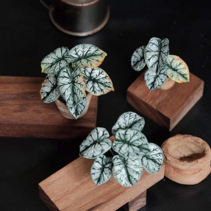 Alocasia baginda Silver Dragon is highly sought after for its dark, leathery, silver-green leaves with deep emerald green veins. Scale: 1:6; 1:12 Material: Handmade from Clay