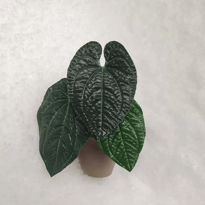 Anthurium luxurians is a gorgeous species with bullate leaves.  When the plants are young, the developing leaves are a pale porcelain which darken to green over time.  As the plant matures, leaves open a gorgeous chocolate color and then darken to a forest green. Material: Handmade from Clay