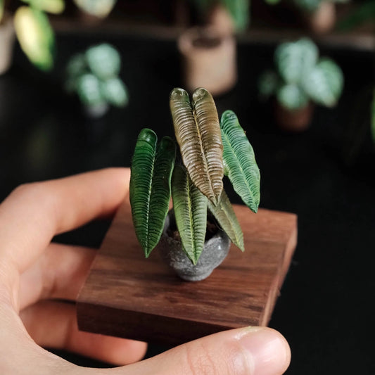 Anthurium veitchii is known as the King Anthurium. It has deep ridges and a pronounced stature. It is a truly amazing species that is sure to be a show stopper in any area that it is grown!   Material: Handmade from Clay