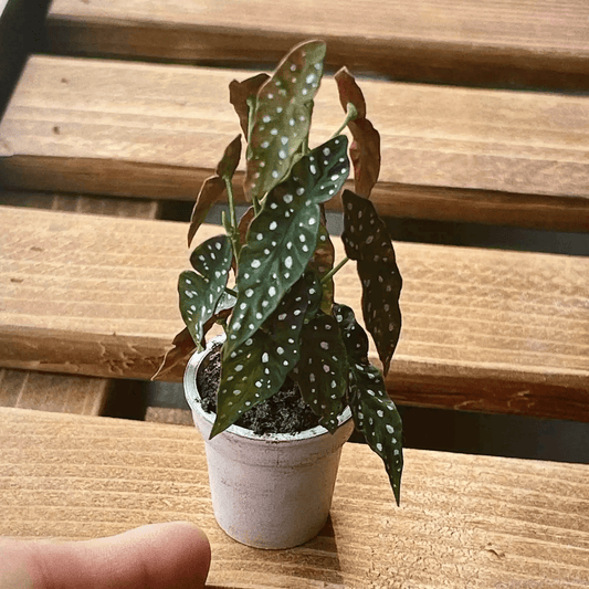 The Begonia Maculata, also known as the Polka Dot Begonia, is nature's fashion statement, donning its dashing speckled leaves like a trendy couture outfit.  Dollhouse Garden Plants Hand-crafted out of clay for plants lover.