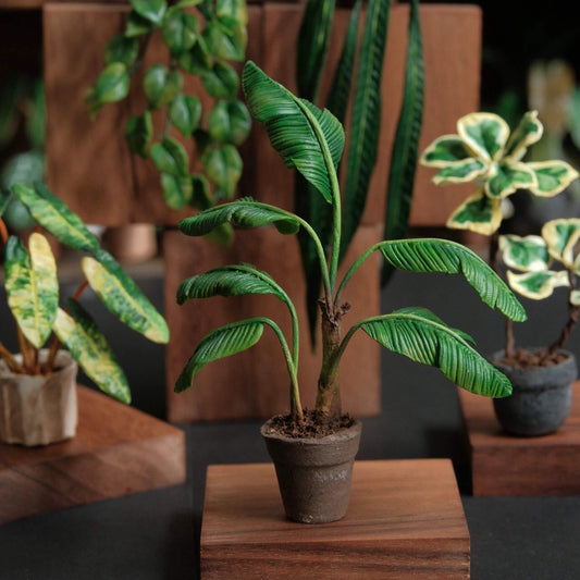 Miniature Bird of Paradise (Strelitzia reginae) in Pot Handmade Clay Plant
